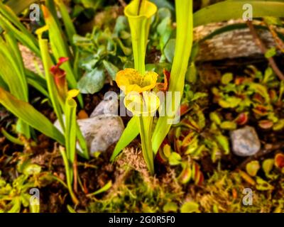 Artikeldetails mit Sarracenia (Trompetenkrug) fleischfressenden Pflanzen. Stockfoto
