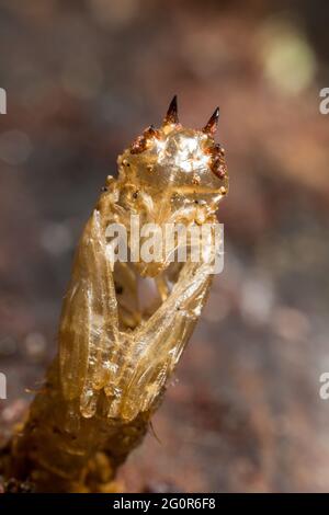 Puppenhaut der Hummel-Raubfliege (Laphria flava) Stockfoto