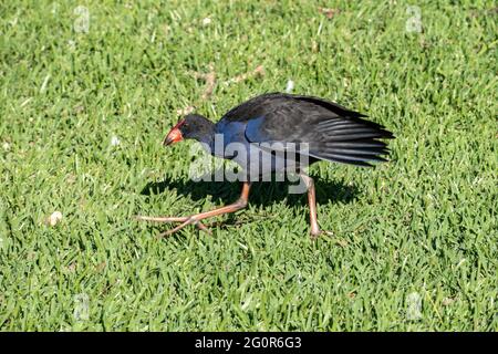 Australasian Swamphen (Porphyrio melanotus), der in einem Park in Queensland, Australien, über Gras läuft Stockfoto