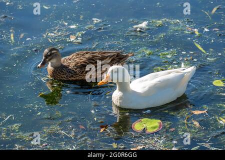 Schwarze Pazifikente (Anas superciliosa) und pekinente (anas platyrhynchos domesticus) auf einem See in Queensland, Australien Stockfoto