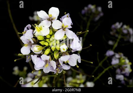 Rabaniza blanca Diplotaxis erucoides Stockfoto