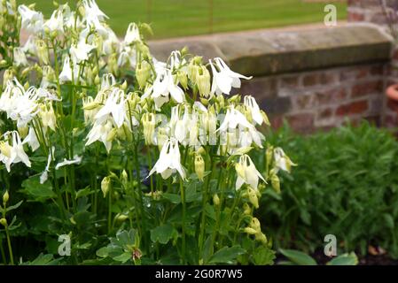 Große reinweiße Blüten der Aquilegia vulgaris 'Nivea' ('Munstead White'), ausgestellt im RHS Garden Bridgewater, Worsley, Greater Manchester, Großbritannien. Stockfoto