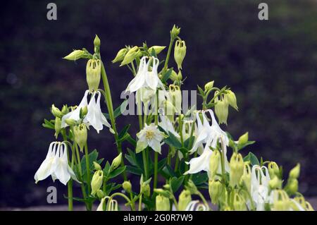 Große reinweiße Blüten der Aquilegia vulgaris 'Nivea' ('Munstead White'), ausgestellt im RHS Garden Bridgewater, Worsley, Greater Manchester, Großbritannien. Stockfoto