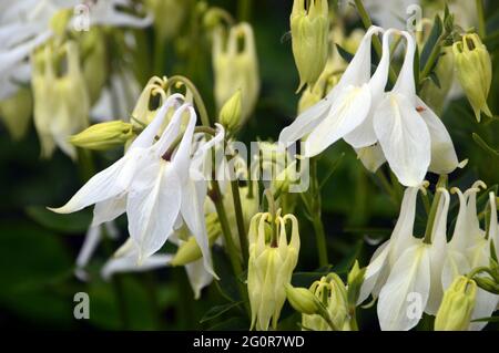 Große reinweiße Blüten der Aquilegia vulgaris 'Nivea' ('Munstead White'), ausgestellt im RHS Garden Bridgewater, Worsley, Greater Manchester, Großbritannien. Stockfoto