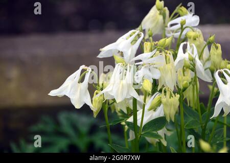 Große reinweiße Blüten der Aquilegia vulgaris 'Nivea' ('Munstead White'), ausgestellt im RHS Garden Bridgewater, Worsley, Greater Manchester, Großbritannien. Stockfoto