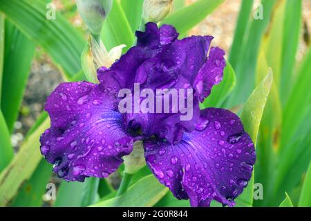 Regentropfen auf einer großen „Stammistin“ mit dunkelvioletter Bärenlilie, die im RHS Garden Bridgewater, Worsley, Greater Manchester, Großbritannien, ausgestellt wird. Stockfoto