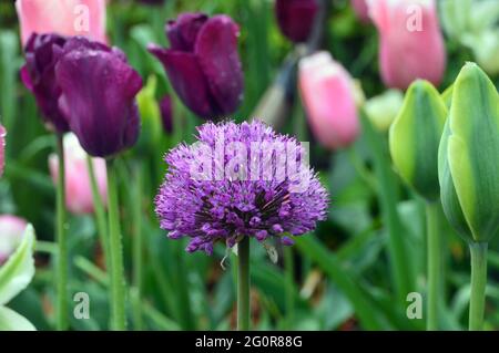 Einzelne große lila Allium Blume auf der Ausstellung unter rosa & lila Tulpen im Blumenbeet im RHS Garden Bridgewater, Worsley, Greater Manchester, Großbritannien. Stockfoto