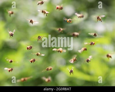 Bienenschwarm im Flug vor grünem Bokeh, fliegende Honigbienen Vorderansicht Stockfoto
