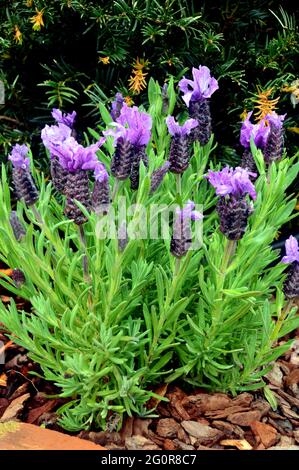 Lila Lavandula Stoechas 'Papillon' (französischer Lavendel) Blumen im RHS Garden Bridgewater, Worsley, Greater Manchester, Großbritannien. Stockfoto