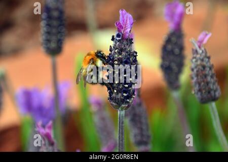 Hummel auf lila Lavandula Stoechas 'Papillon' (französischer Lavendel) Blumen im RHS Garden Bridgewater, Worsley, Greater Manchester, Großbritannien. Stockfoto