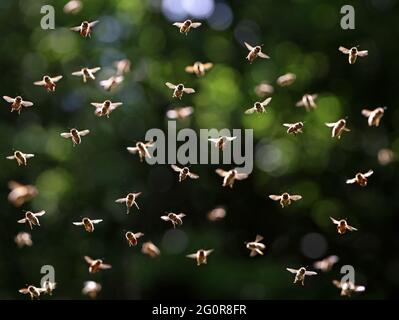 Vorderansicht eines fliegenden Bienenschwarms im Sonnenlicht auf dunkelgrünem Blatthintergrund Stockfoto