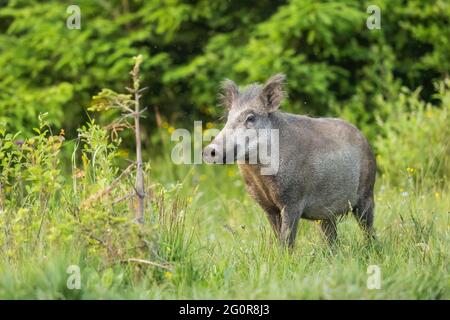 Wildschwein schnüffelt mit seiner Schnauze auf einer grünen Wiese mit grünem Gras Stockfoto