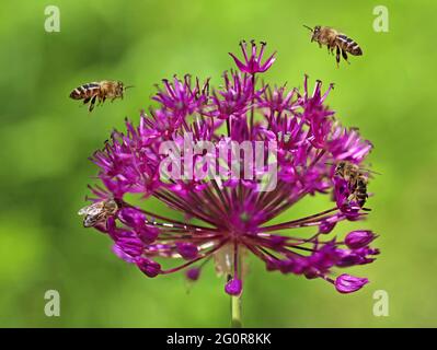 Fliegende Honigbienen sammeln Pollen aus der Blüte eines violetten Alliums mit grünem Hintergrund Stockfoto