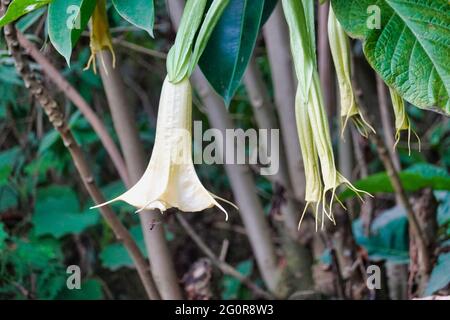 Nahaufnahme der Brugmansia versicolor Pflanze mit großen trompetenförmigen gelben Blüten Stockfoto