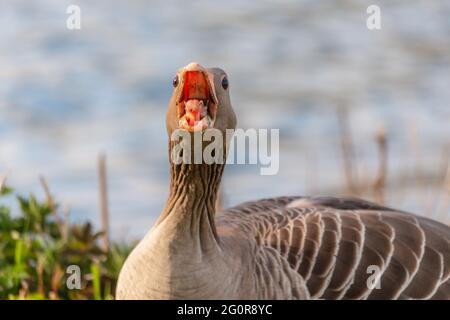 Sehr Verärgerte Greylag Gans. Graugans-Anser-Anser zischend, um die Herde zu schützen Stockfoto