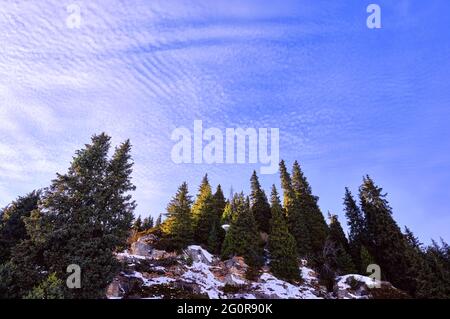 Ausdrucksstarker, schlanker Fichtenwald auf Granitfelsen, beleuchtet von sanftem Abendlicht auf dem Hintergrund des blauen Himmels mit interessanten Wolken Stockfoto