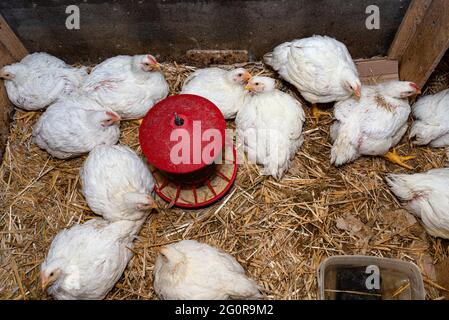 Leghorn Hühner in einem kleinen Laufstall mit einem roten Futterhäuschen in der Mitte, Draufsicht. Stockfoto