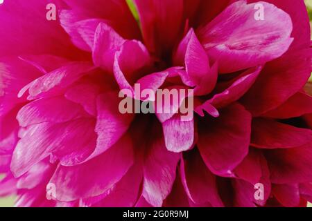Schöne rosa Pfingstrose aus der Nähe Stockfoto