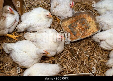 Leghorn-Hühner in einem kleinen Stift mit silbernem Korntablett, Draufsicht. Stockfoto