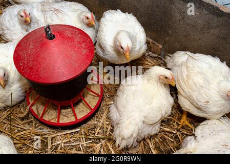 Leghorn-Hühner in einem kleinen Stift mit rotem Getreidefutter, Draufsicht. Stockfoto