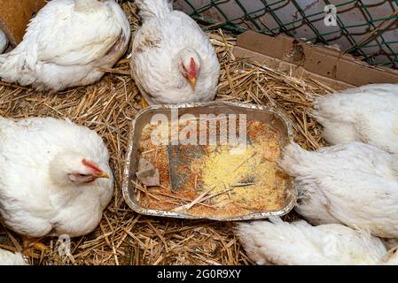 Leghorn-Hühner in einem kleinen Stift mit silbernem Korntablett, Draufsicht. Stockfoto