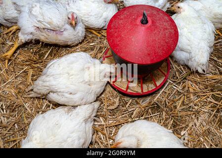 Leghorn-Hühner in einem kleinen Stift mit rotem Getreidefutter, Draufsicht. Stockfoto