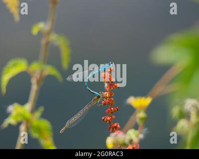 Gemeine blaue Damselfliege - paarige Enallagma cyathigerum Essex. UK IN001320 Stockfoto