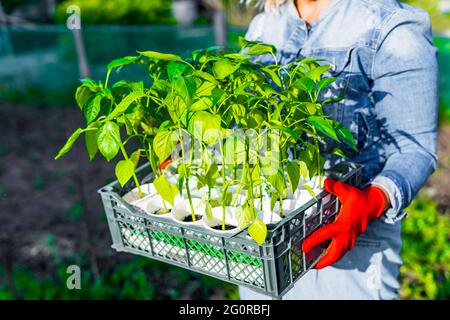 Box mit Pfeffersprossen bereit für den Sämling in den Händen einer Frau. Frühjahrssämlinge. Pflanzenpflege. Gießen und Verpflanzen von Gemüse auf einem persönlichen Grundstück. Stockfoto