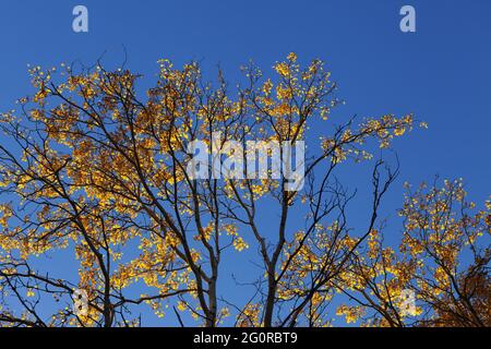 Silhouette von Espenzweigen (Populus tremula) mit gelb sonnenbeschienenen Blättern und blauem klaren Himmel am indischen Herbstsommerabend. Ansicht von unten. Stockfoto