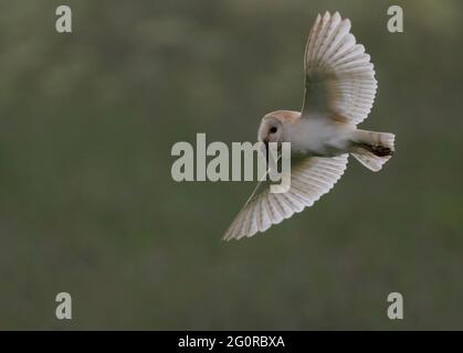 Eine wilde Bran Owl (Tyto alba) bringt eine vor kurzem Gefangene Wühlmaus zurück ins Nest, Norfolk Stockfoto