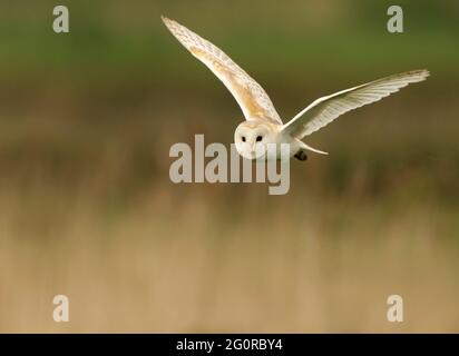 Eine wilde Scheune Owl (Tyto alba) im Flug, Norfolk Stockfoto