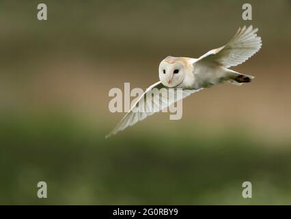 Eine wilde Scheune Owl (Tyto alba) im Flug, Norfolk Stockfoto