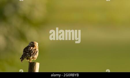 Eine wilde kleine Eule (Athene noctua), die in der frühen Morgensonne auf einem Zaunpfosten thront, Norfolk Stockfoto