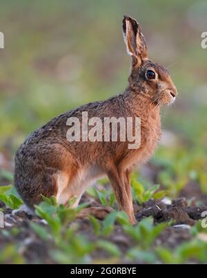 Nahaufnahme eines braunen Hase (Lepus europaeus), Norfolk Stockfoto