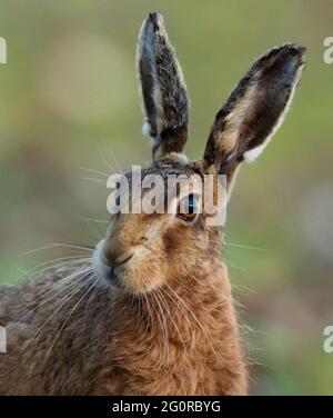 Nahaufnahme eines braunen Hase (Lepus europaeus), Norfolk Stockfoto