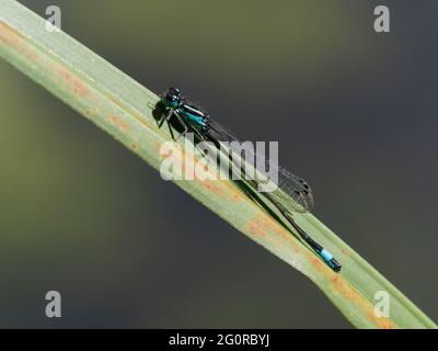 Blauschwanzige Damselfliege - Männchen Ischnura elegans Essex, UK IN001418 Stockfoto