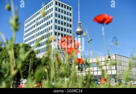 Berlin, Deutschland. Juni 2021. Bei Temperaturen über 20 Grad Celsius blühen vor dem Berliner Fernsehturm auf der Karl-Marx-Allee Mohnblumen. Quelle: Kira Hofmann/dpa-Zentralbild/dpa/Alamy Live News Stockfoto