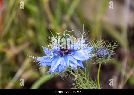 Nigella damascena in einem Garten in Nantes - Frankreich Stockfoto