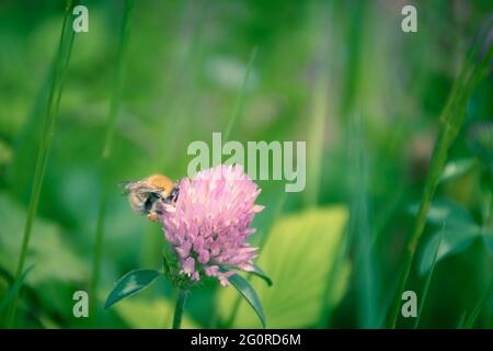 Eine Biene, die in einem Garten in Nantes, Frankreich, auf einer Kleeblatt-Blume aufblüht Stockfoto