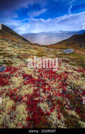 Rote Bergavenen, Dryas octopetala, im Herbst Landschaft bei Dovrefjell, Dovre, Norwegen, Skandinavien. Stockfoto