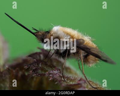 Bienenfliegen oder Humbleflies (Bomblyius major) Kent UK, gestapelt Fokus, wichtige Frühfrühling Bestäuber, Larven sind in der Regel Parasitoide anderer insec Stockfoto