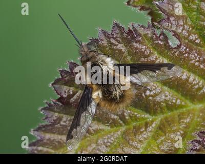 Bienenfliegen oder Humbleflies (Bomblyius major) Kent UK, gestapelt Fokus, wichtige Frühfrühling Bestäuber, Larven sind in der Regel Parasitoide anderer insec Stockfoto