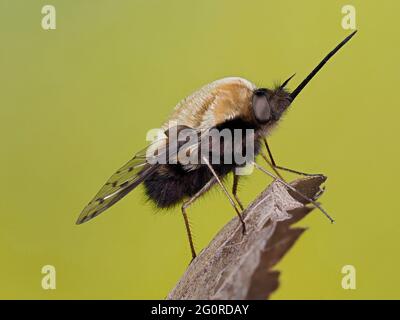 Bienenfliegen oder Humbleflies (Bomblyius major) Kent UK, gestapelt Fokus, wichtige Frühfrühling Bestäuber, Larven sind in der Regel Parasitoide anderer insec Stockfoto