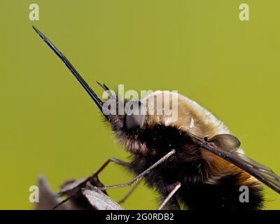 Bienenfliegen oder Humbleflies (Bomblyius major) Kent UK, gestapelt Fokus, wichtige Frühfrühling Bestäuber, Larven sind in der Regel Parasitoide anderer insec Stockfoto