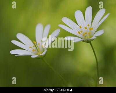 Großstitchwort (Rabelera holostea) East Blean Woodlands, Kent, Großbritannien, gestapelter Fokus, Nahaufnahme von Blumen Stockfoto