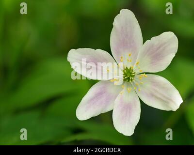 Wood Anemone Flower, (Anemonides nemorosa), East Blean Woodlands, Kent UK, rosa Sorte, Gestapelter Fokus Stockfoto