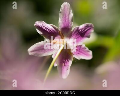 Wood Anemone Flower, (Anemonides nemorosa), East Blean Woodlands, Kent UK, Pink Variety Backlight by Sunshine Stockfoto