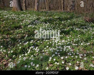 Wood Anemone Flower, (Anemonides nemorosa), Easy Woodlands, Kent UK, Weitwinkel mit Blumenteppich Stockfoto