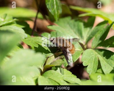 Bienenfliegen oder Humbleflies (Bomblyius Major) Easy Woodlands, Kent UK, ruhend im Sonnenlicht, wichtige Frühfrühlingsbestäuber, Larven sind im Allgemeinen Paras Stockfoto