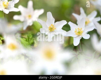 Wood Anemone Flower, (Anemonides nemorosa), Easy Woodlands, Kent UK, Stockfoto